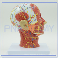 PNT-1631 anatomisches menschliches Kopfmodell für Krankenhaus